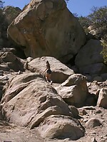 patricia at wired shemales